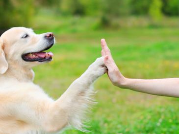 Golden retriever giving a high five to a human hand outdoors.