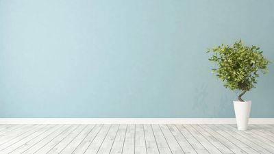 A small potted plant against a blue wall on a wooden floor.