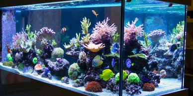 Beautiful reef tank full of coral and saltwater fish