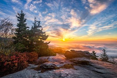 Sunset with blue sky and spotty clouds. Evergreens pines in the front.