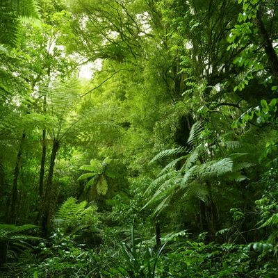 Forest with different kinds of green trees.
