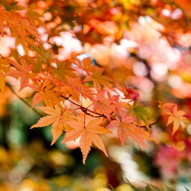 Autumn leaves reminding you to make sure you have a solid estate plan in place