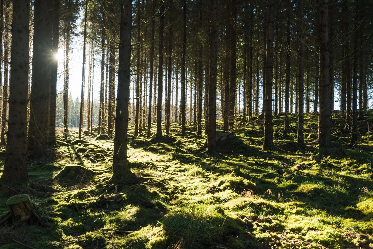 Tree Care Services Northern Rivers