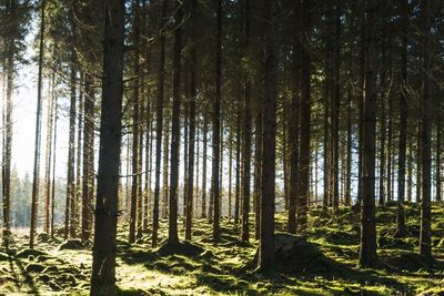Sunlight filters through tall pine trees in a serene forest.