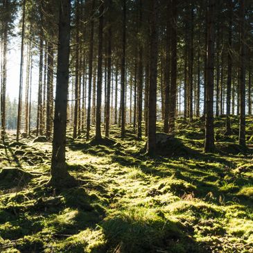 Trees in the forest.