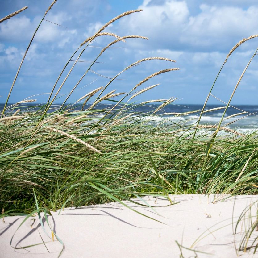 Beach grass swaying on sandy dunes with ocean waves and cloudy sky in the background.
