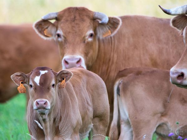 group of livestock cattle, with 2 cafes