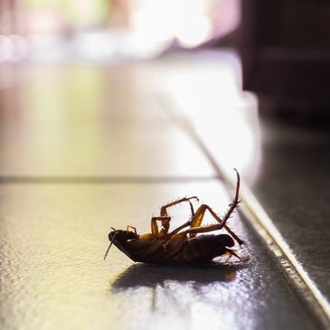 Safer Pest Management Solutions that work and keep working.