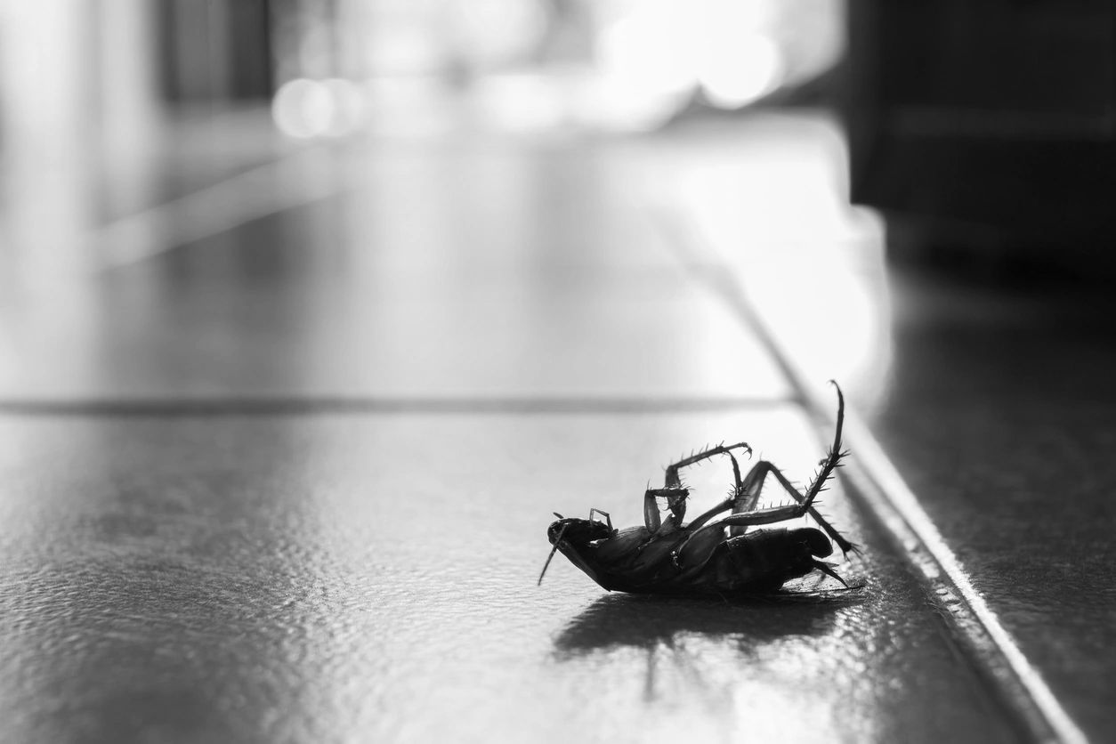 Image of  dead cockroach laid on its back with its legs  in the air