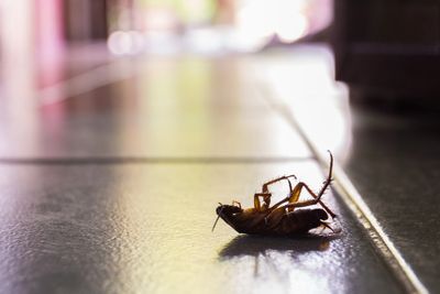 German Cockroach Springfield mo