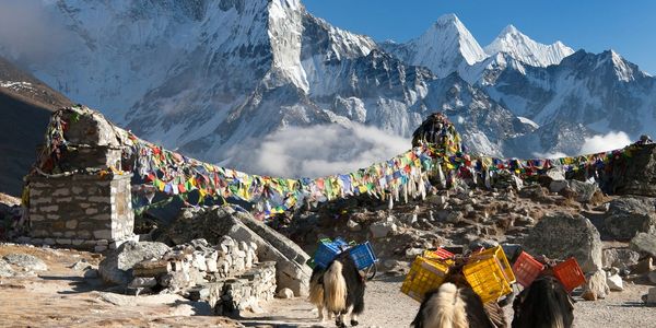 Yaks carrying supplies on a mountain path with snowy peaks and colorful prayer flags.