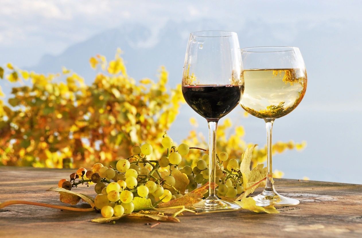 Хорватское вино
Вина Хорватии
Винодельни в Хорватии
Дегустация вина в винодельне
Лучшие вина 