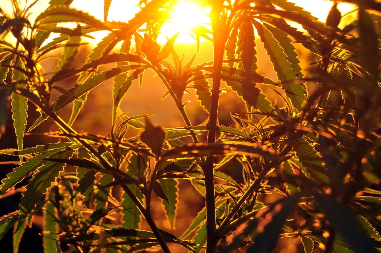 Hemp Field with Sun Glare, Hemp products