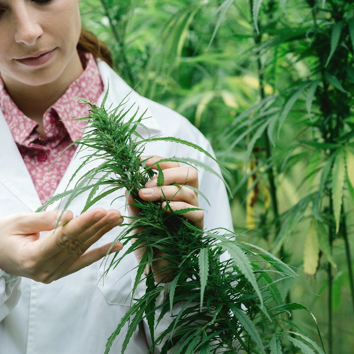 Hemp