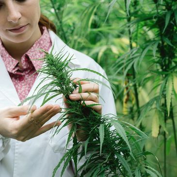 A lab technician inspecting a cannabis plant.