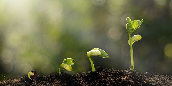 Evolution of growing green seedling in rich soil from seed to sprout