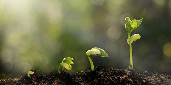 A fresh green sprout breaks from the earth and begins to spread its first leaves towards the sun.