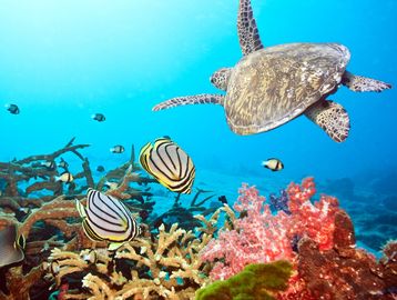 Sea turtle swimming above colorful coral reef with tropical fish.