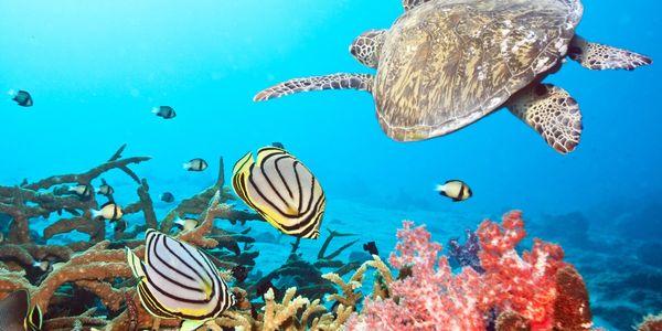 Tortuga nadando sobre un arrecife de coral con peces.