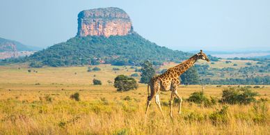 A giraffe walks across a sunlit African savanna with a distinct flat-topped hill in the background.