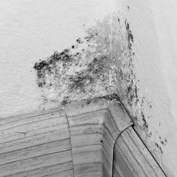 Black mold growing on a wall corner above wooden floor trim.