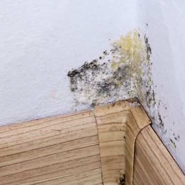 Black mold growing on a wall corner above wooden floor trim.
