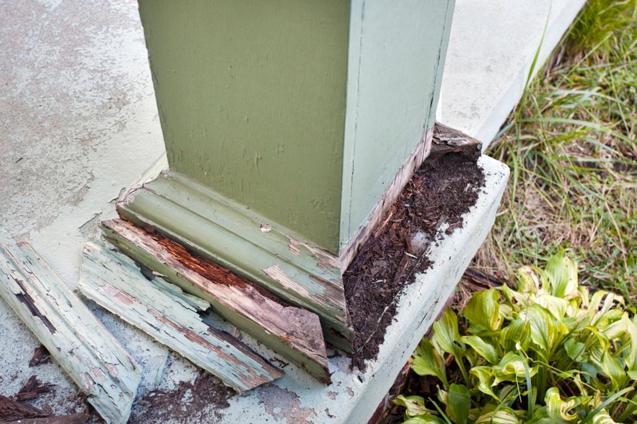 Wood rot, termites, pest damage