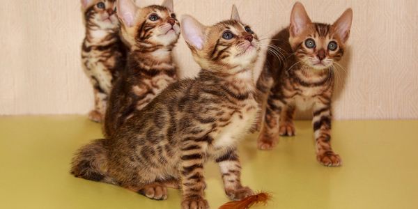 multiple cats are playing during a cat visit by their cat sitters