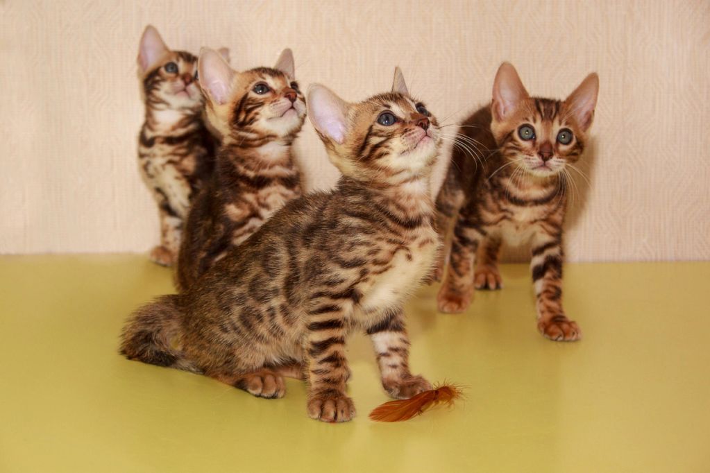 Four curious Bengal kittens looking up.