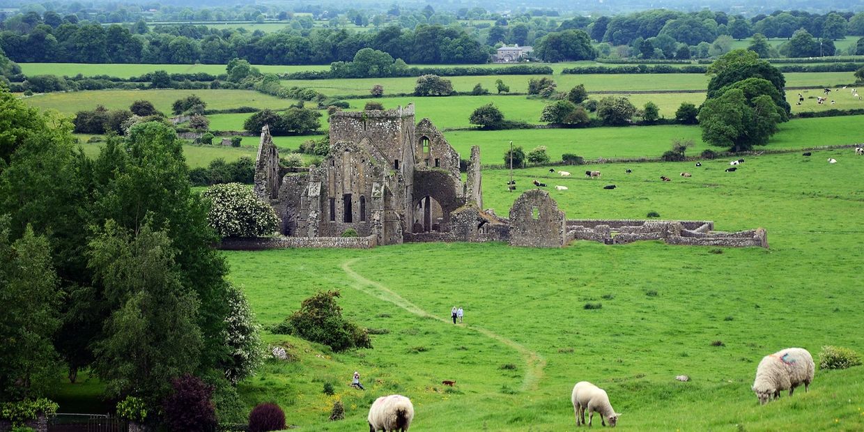 Ancient stone ruins in a lush green countryside with grazing sheep and distant cows.