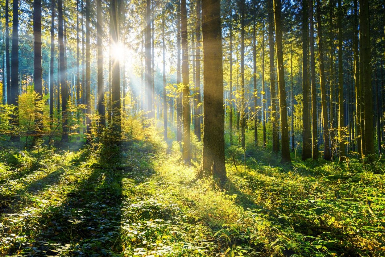 Sunlight streaming through tall trees in a lush forest.