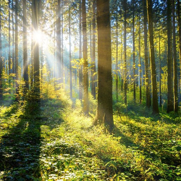 Sunlight streaming through tall trees in a lush green forest.