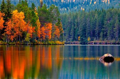 Autumn trees with vibrant orange leaves reflecting on a calm lake.