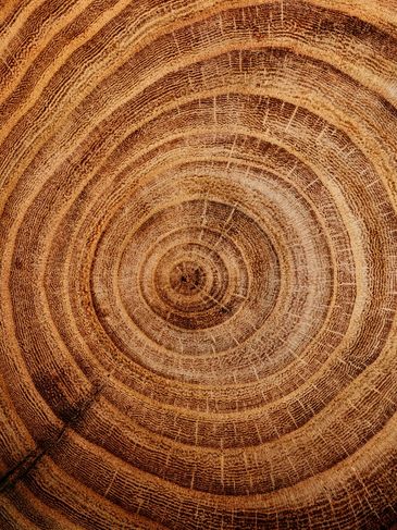 A graphic of tree growth rings.