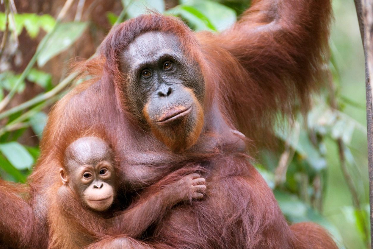 Orangutan Momma & Baby