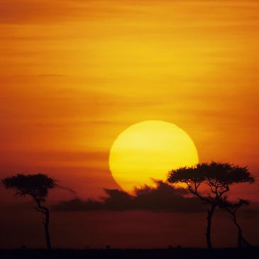 Sunset over a savanna with silhouetted trees.