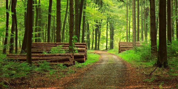 Zo groen zal het niet zijn in veel steden. Men wil wel graag meer bomen, velden, tuinen en parken.