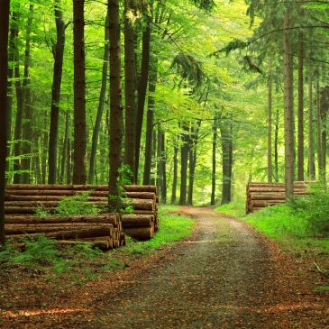 Forest path with stacked logs along the side.
