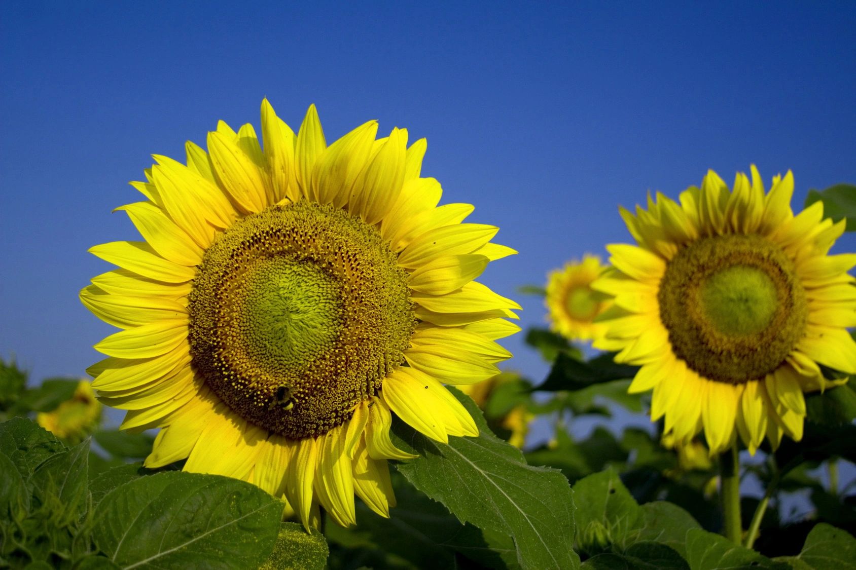 Advanced Allergy & Asthma Care — Allergy Care clinic in Odessa, TX