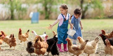 Two children feeding chickens outdoors on a farm.