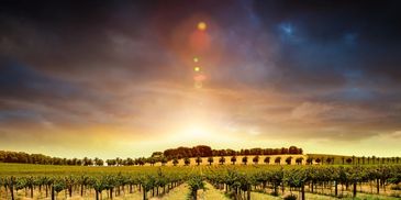 Sunset over a vineyard with rows of grapevines and a dramatic sky.