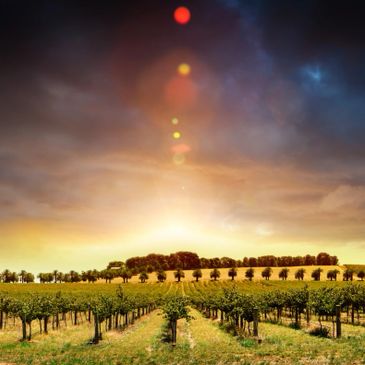 Napa Valley Vineyard US Travel Exactly Travel planning services Wine Country US travel agent