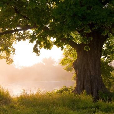 In 2018, our company merged with Arborist Tree Care Services, of Tolland, CT. 