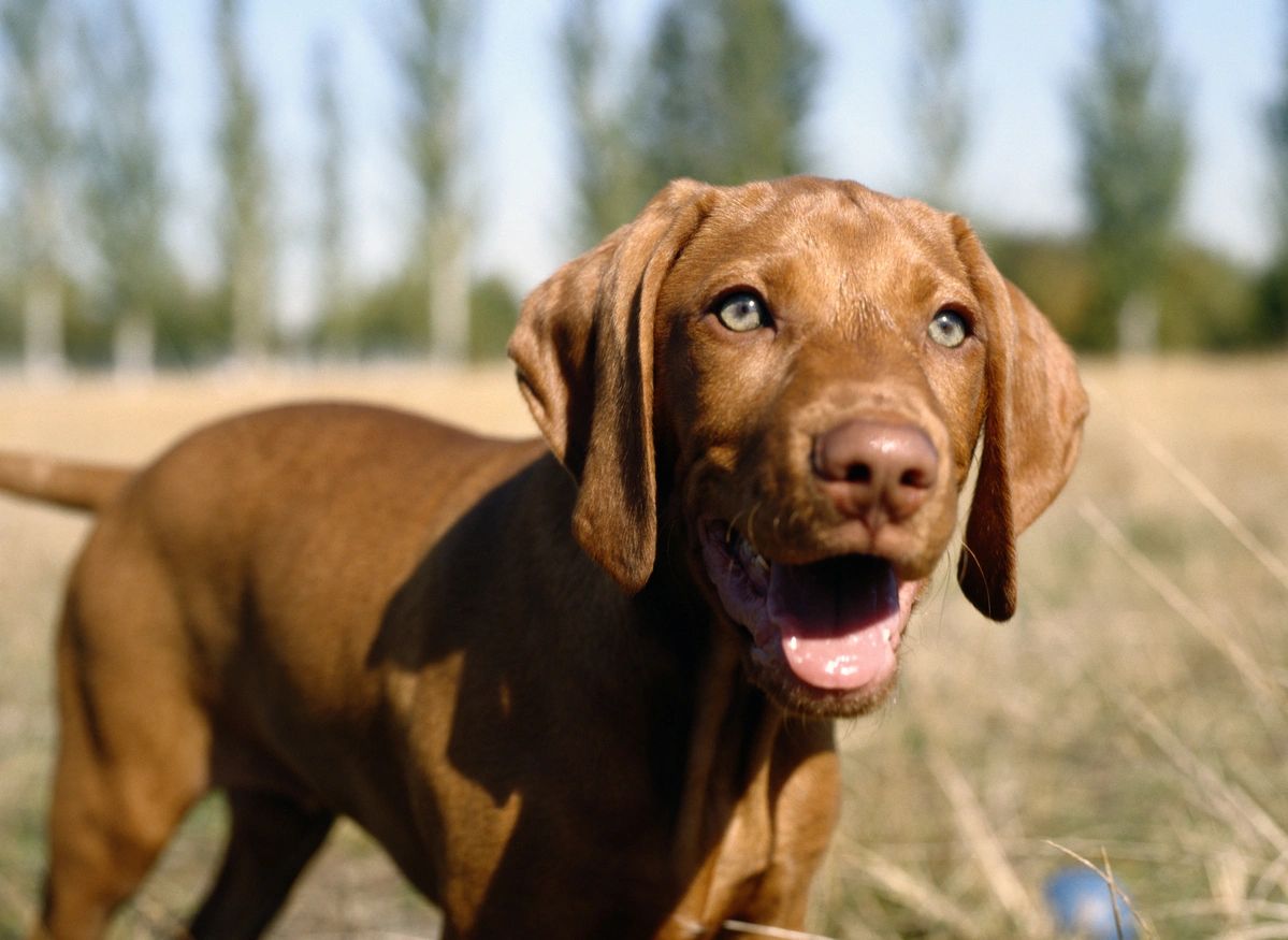 A Viszla in the field gives a doggy grin