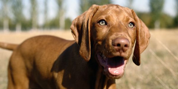 Vizsla puppy in field