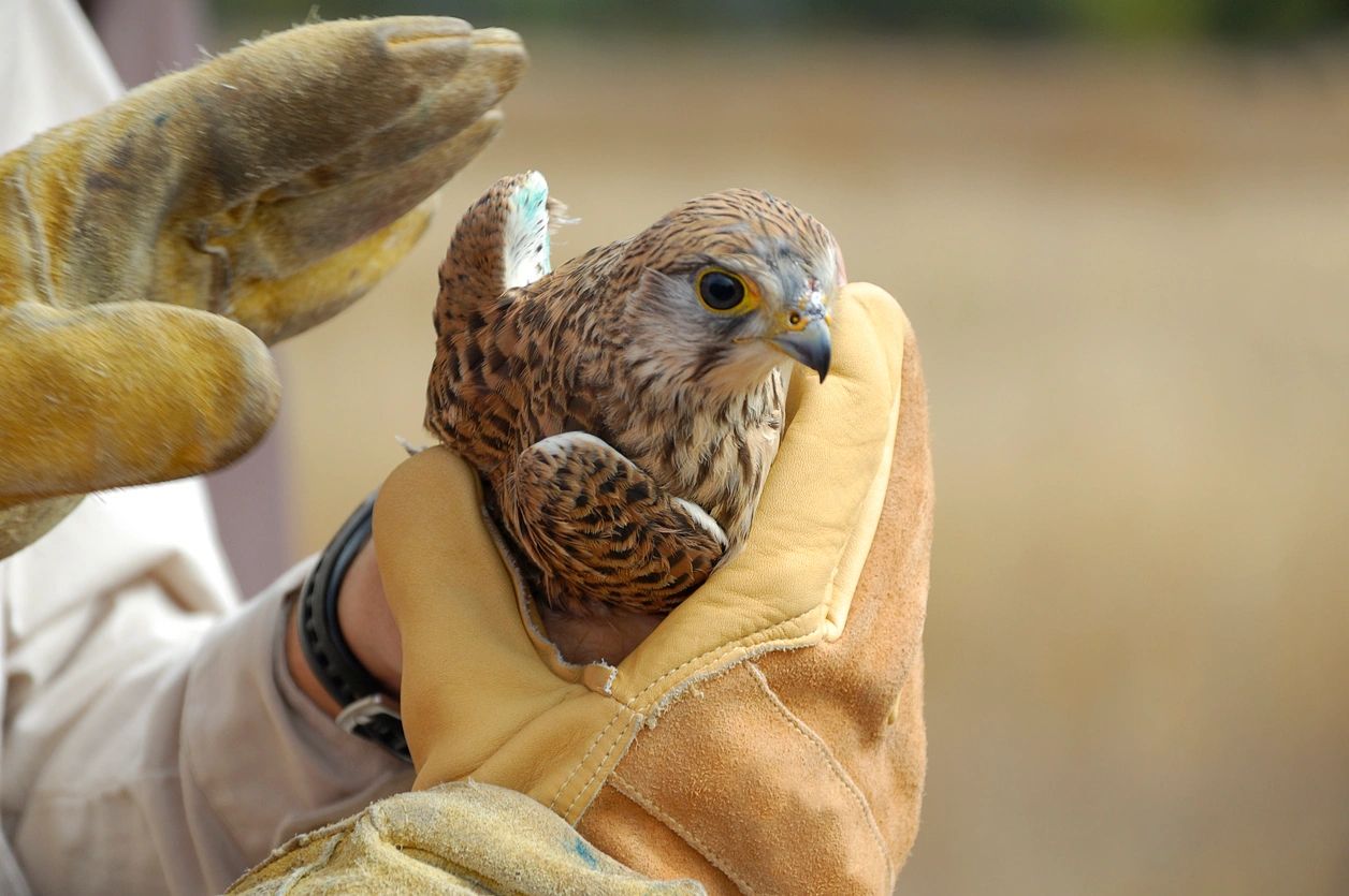 Flying Squirrel Removal  Animal Control Specialists