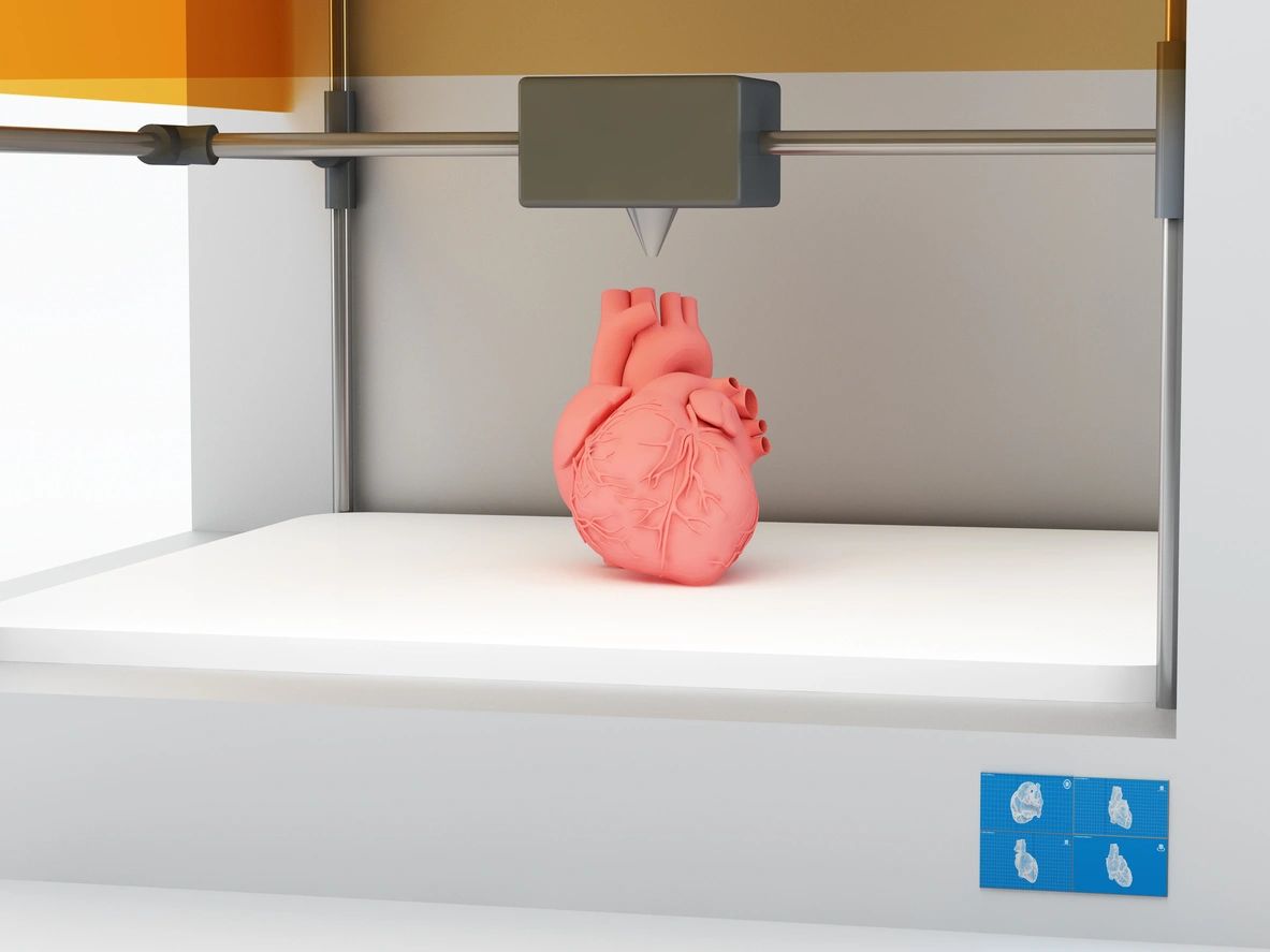 3D Printed Anatomical Models