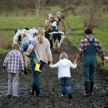 Family walking cows