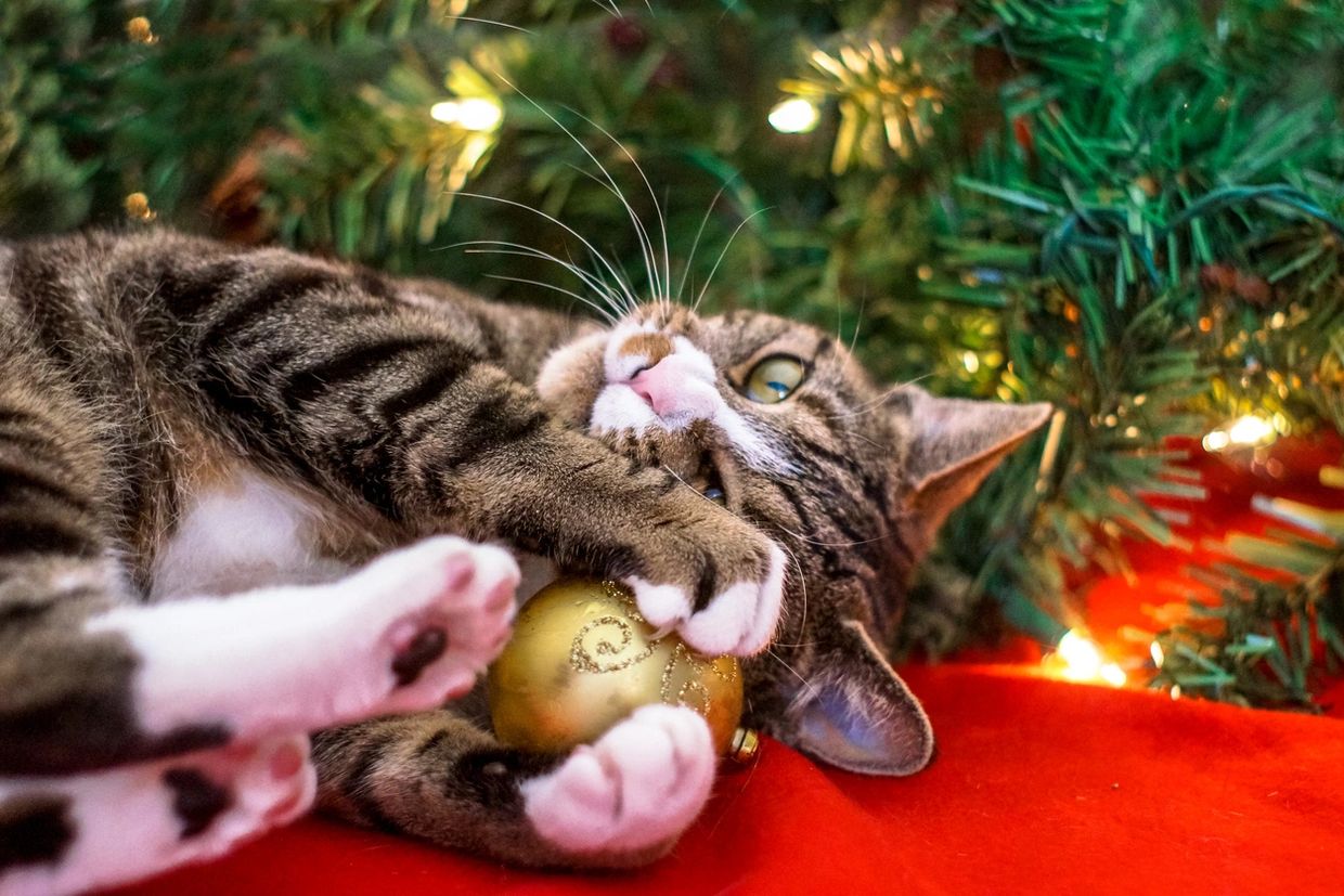 A cat playing with a gold Christmas ornament under a decorated tree.