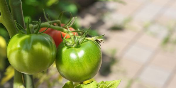Two green tomatoes on a vine, with a red tomato in the background.